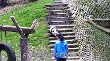 男子偷偷翻进熊猫园，忍不住偷偷摸了熊猫，于是熊猫死活不让他走