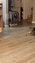 猫：铲屎官也不会玩这玩具，还是我自己来吧！