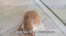猫咪走上时装秀，成为全场焦点，猫这才是真正的猫步