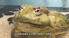 非洲最大的巨蛙，一只重达4公斤，被捕捉到几乎灭绝