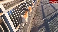 3只柴犬都顺着路边走，这么整齐的吗