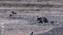 两只狼追击一只灰熊
