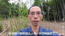 小叶听说有块竹林砍了，特意来寻找竹鞭笋，吃过的人很少？