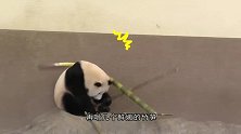 熊猫捡起地上的苹果，第一反应竟不是吃，看完不许笑！