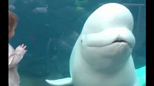 男孩给白鲸表演翻跟斗，下一秒白鲸惊讶极了，镜头记录搞笑一幕