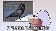 很多国家都把乌鸦当神鸟，怎么到了咱这就成霉运之鸟了？