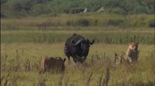 动物世界：落单水牛如何逃脱死亡追杀
