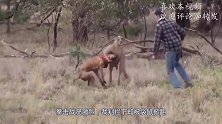 袋鼠拳击战况激烈，裁判拦下却被袋鼠掀翻，袋鼠：你在教我打拳？