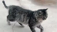 这只猫受过军训吗？这小正步走的也太魔性了，看完不许笑！