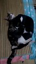 猫：你看，那主人还是单身狗呢！