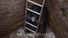 黑熊不慎跌入深井，村民往井里扔了个梯子，考验智商的时刻到了