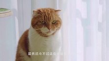 主人用红线模拟红外线考验猫，接下来看猫如何应对，厉害了我滴猫