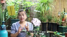 三伏天养蝴蝶兰，最喜欢“三喜”，做好越夏更轻松