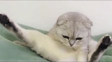 猫咪伸着个大长腿在给自己梳洗，被主人打扰，给你个眼神自己体会
