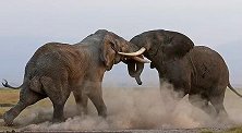 肯尼亚：两头大象用象牙互相攻击，争夺象群的统治地位