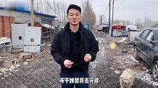 任子威前往动物救助站，冒雪捐款捐物，曾称理想是开流浪狗收养所