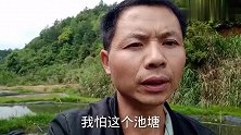 田螺爱吃腐熟物，饲喂很简单，天敌老鼠，买了神器都很难控制