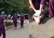 笑出鹅叫！实验小猪出逃 医学院学生校园狂奔抓猪