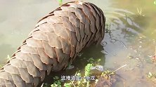 网友捉到一只神秘生物，“像龙又似蛇”！村民的话让他不淡定了