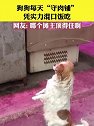 甘肃陇南：狗狗每天“守肉铺”，凭实力混口饭吃