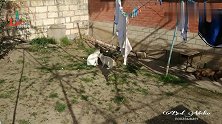 猫咪打架,打得猫毛满天飞,急的狗子都要上去劝架了