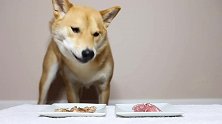 面对生肉和熟肉，柴犬做了一个机智的决定