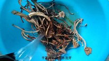 腊肉炒茶树菇，脆嫩鲜香，正宗四川腊肉冬天绝佳美食，越吃越想吃