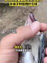 辽宁鞍山：收养的灰喜鹊把主人当亲人，补袜子时给拽针引线