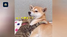 猫咪强吻死缠烂打，柴犬面无表情