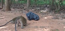 把遥控车放到黑袋中放到猴子面前，猴子向前查探，这反应太逗了