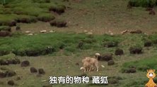 网红藏狐，自己不想挖洞，就抢旱獭现成的，可旱獭绝不好惹，差点