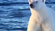 北极熊妈妈潜水捕食海豹，被小北极熊搞砸了！