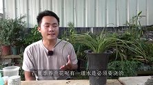 夏季兰花，这道水必浇，高手对它很重视