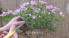 打造长春花棒棒糖，修剪一定要“勤”
