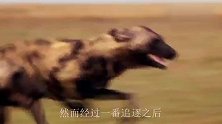7只野狗“血洗”角马群，掏肛的滋味太爽了，镜头记录悲剧全过程