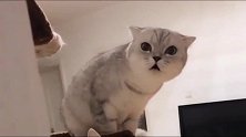 主人跟猫咪道歉，猫咪非但不原谅，还冲着主人奶凶奶凶的叫