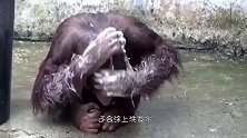 孟加拉虎在盆中泡澡，四仰八叉的姿势，萌翻众人！