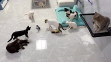 主人给九只猫买了玩具鱼，猫咪们玩得不亦乐乎：咦，怎么不能吃？