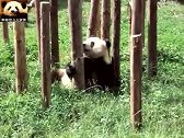 熊猫思嘉的习武日常，立志成为真正的功夫熊猫