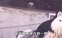 就这个坐姿在狗中也是个大家闺秀吧