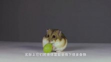 仓鼠放进一箱葵花籽中，幸福来得太突然，兴奋得在里面转圈！