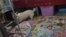 狗狗为表达对我的爱意给我送了个礼物，可这礼物我真承受不起啊