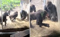 美国：大猩猩发现围栏里有条小蛇，围成一堆扔着玩