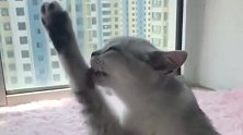 狸花猫：猫美腿长说的就是本喵
