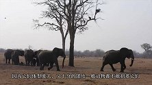 几十万只红嘴奎利亚雀攻击大象，场面一度失控，镜头记录全过程