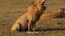 草原上的雄狮，为何突然狂笑不止看完后涨知识了