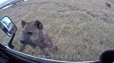 一条楚楚可怜的鬣狗向人求助，男子刚想下车，不料意外发生了！