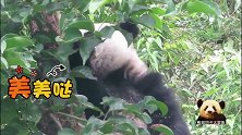 淘气的熊猫宝宝圆仔躲在树上偷吃妈妈的窝头，小样儿还挺美