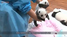 大熊猫第一次当妈，初为熊母不知所措，熊猫：走开，你啥玩意？