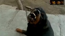 嚣张的罗威纳犬狗子，还敢朝着主人撒野，不想好了是不是！